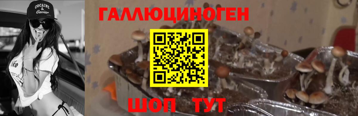Псилоцибиновые грибы Cubensis Кстово
